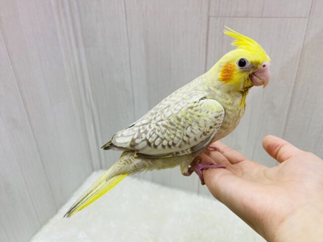 オカメインコ