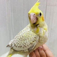 最新画像有ります❗️✨びっしりパール模様のオシャレさん🫧オカメインコのシナモンパール💛