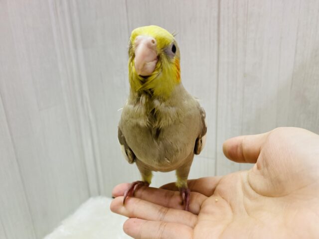 オカメインコ