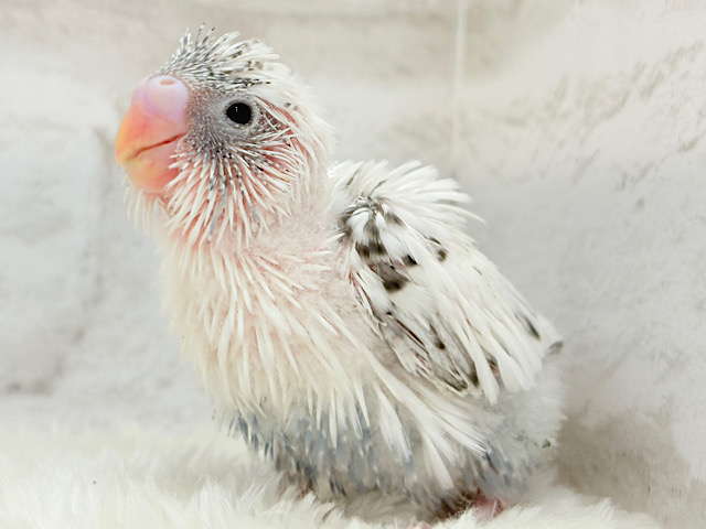 他の子とは”ひと味”違う‪☆セキセイインコ(白ハルクイン) ヒナ