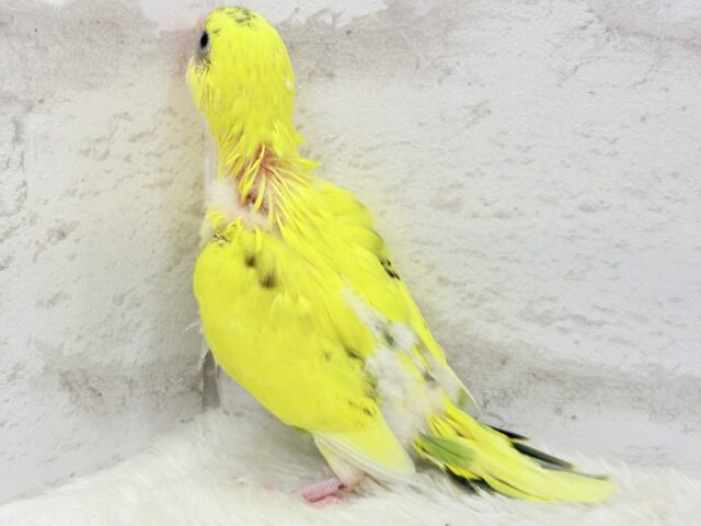 セキセイインコ