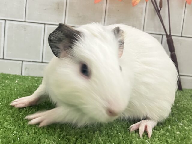 イングリッシュモルモット