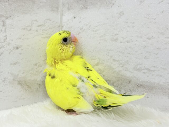 セキセイインコ