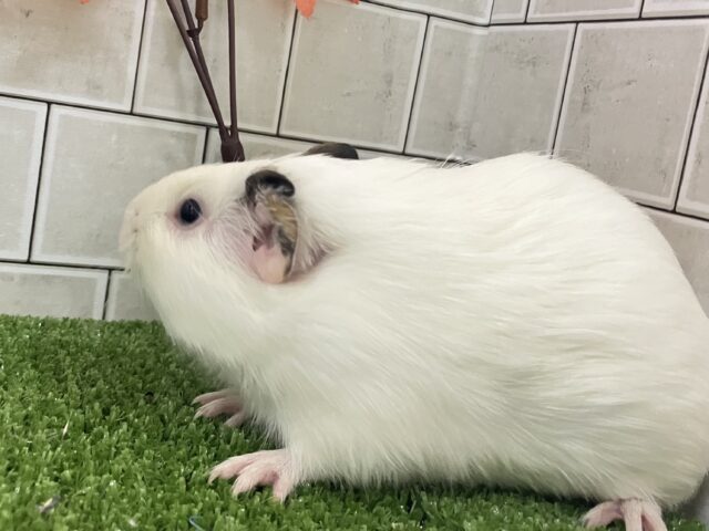イングリッシュモルモット