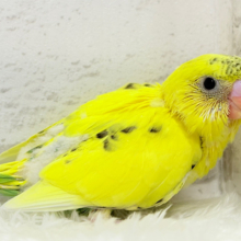 目ヂカラたっぷりちゃん🐝🍯セキセイインコ(黄色ハルクイン) ヒナ