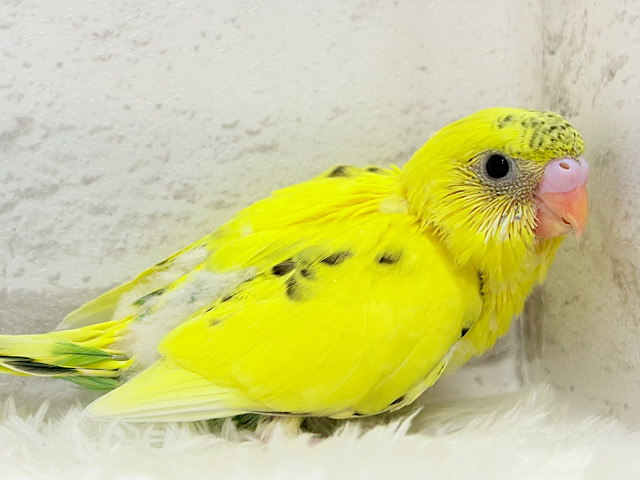 目ヂカラたっぷりちゃん🐝🍯セキセイインコ(黄色ハルクイン) ヒナ