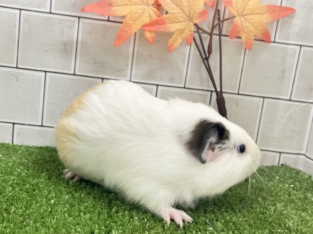 イングリッシュモルモット