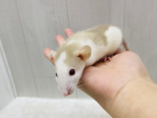 ファンシーラット