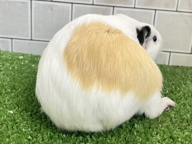 イングリッシュモルモット