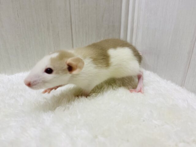 ファンシーラット