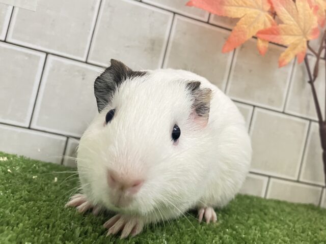 モチ系シロクマ❕🐻‍❄️きな粉ふりふり〜💛⟡.*モルモット(短毛/イングリッシュ/2025年7月上~中旬)