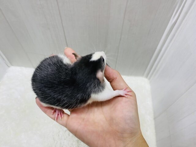 ファンシーラット