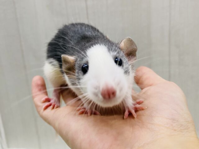 元気いっぱいに駆け寄ってきてくれます‼️ファンシーラットの白黒ちゃん🤍🖤