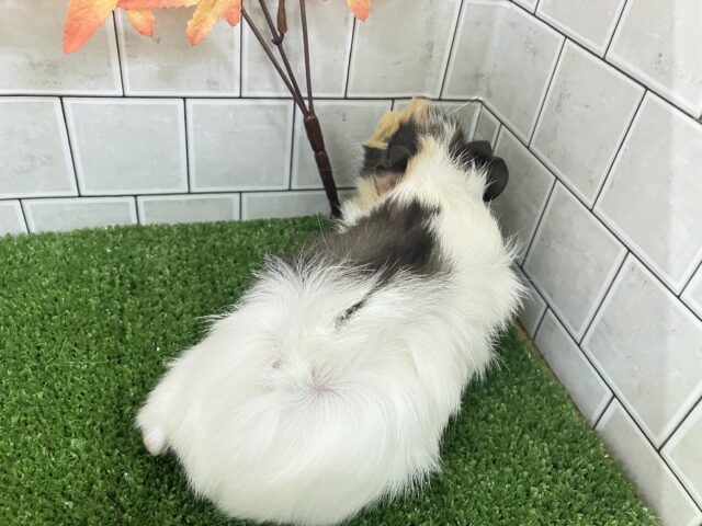 アビシニアンモルモット