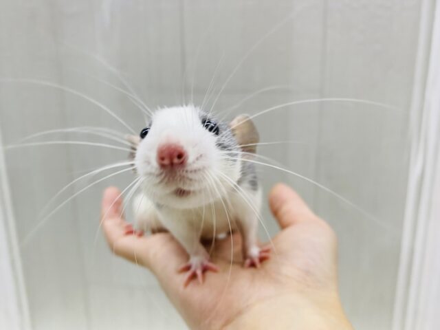 ファンシーラット