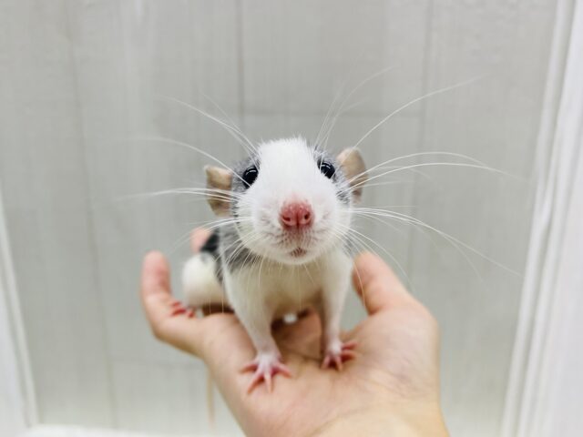 ファンシーラット