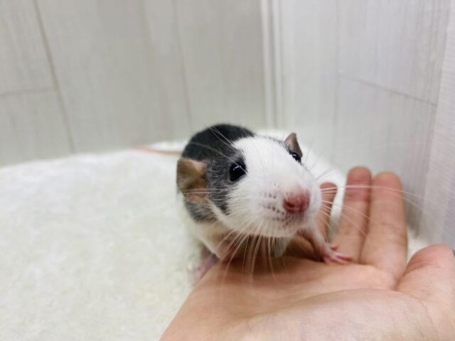 ファンシーラット