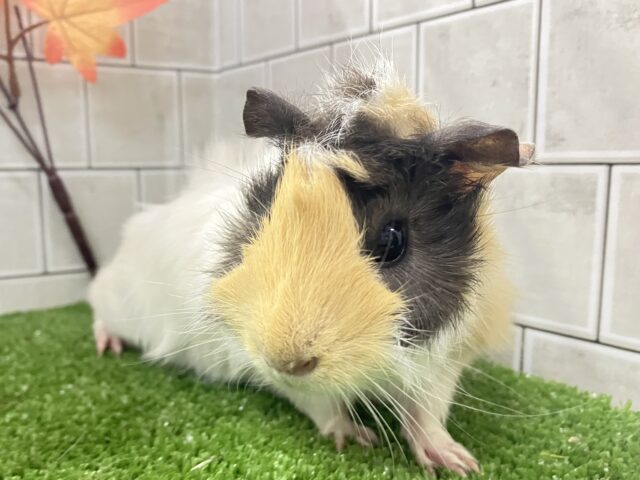 ﾌﾟｲﾌﾟｰｲ❕バチクル白モヒカン😎‎🤍モルモット(イングリッシュ/2025年7月生まれ)