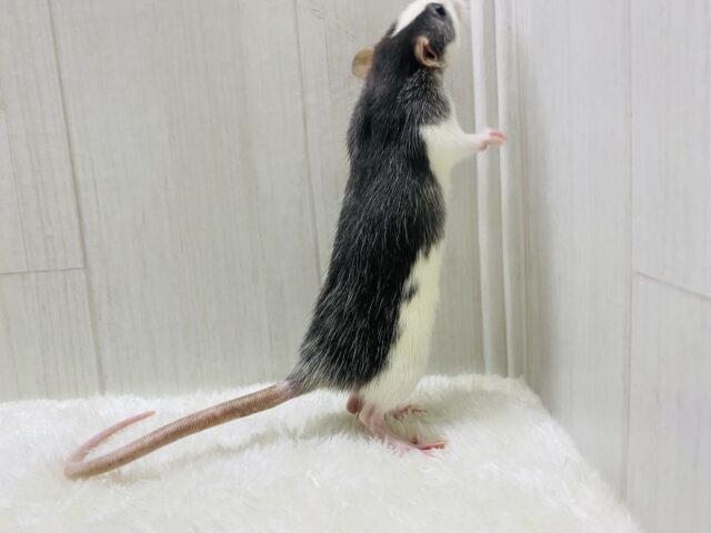 ファンシーラット