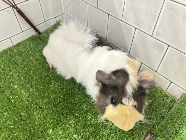 アビシニアンモルモット