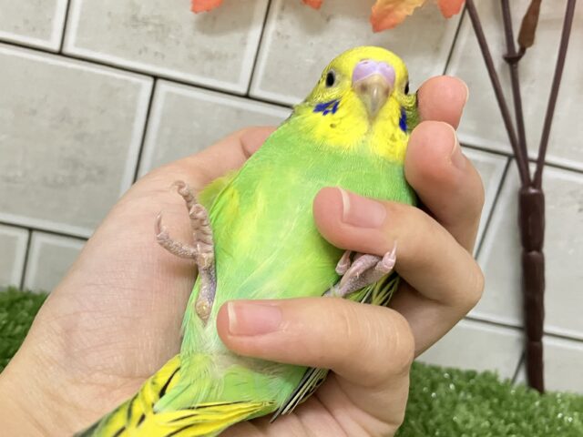 セキセイインコ