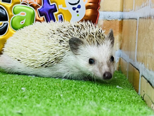 ハリネズミ（ヨツユビハリネズミ）