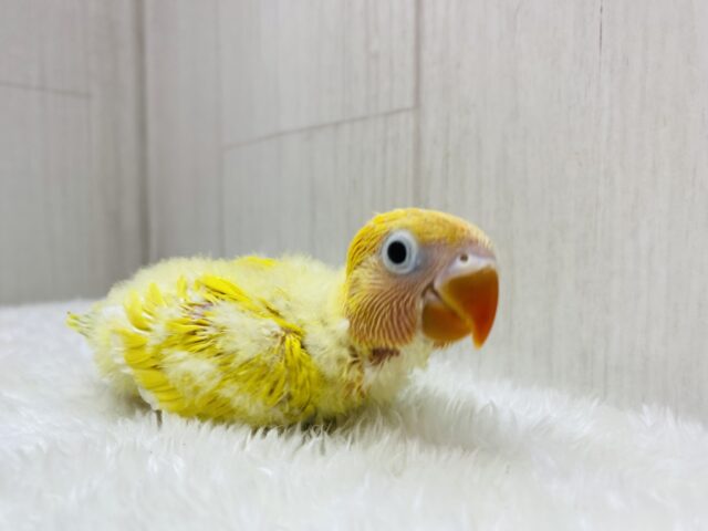 ヤマブキボタンインコ