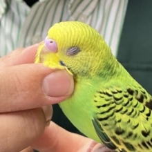 ✨最新画像✨木漏れ日サンサン☀️⟡.·小さき若葉🌱❕セキセイインコ(グリーンオパーリン/2025年8月下旬生まれ)