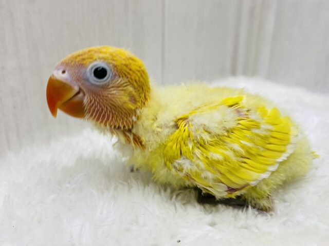 無表情がツボです…🤭🤭色鮮やかなヤマブキボタンインコのイエロー⭐️