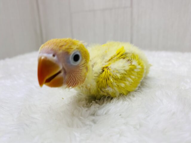 ヤマブキボタンインコ