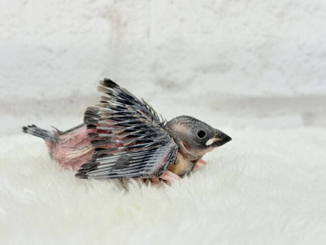 おとなになったらまるで別鳥!?🐥🌸桜文鳥 ヒナ 桜文鳥