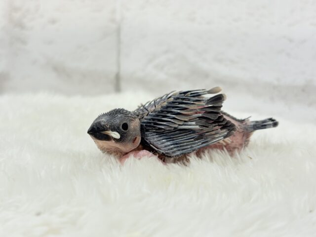 おとなになったらまるで別鳥!?🐥🌸桜文鳥 ヒナ 桜文鳥