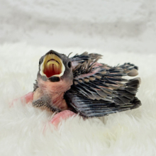 おとなになったらまるで別鳥！？🐥🌸桜文鳥 ヒナ