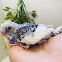 ブルーベリーヨーグルトの気分🫐💕セキセイインコのパイドカラー⭐️