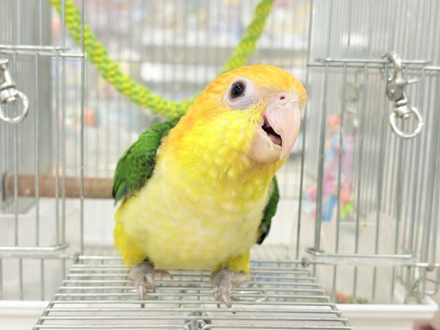 シロハラインコ