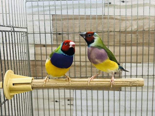 ﾋﾟﾛﾛﾛｰﾝﾁﾁﾁﾁ🔔鮮やかなコキンチョウのペア🩷