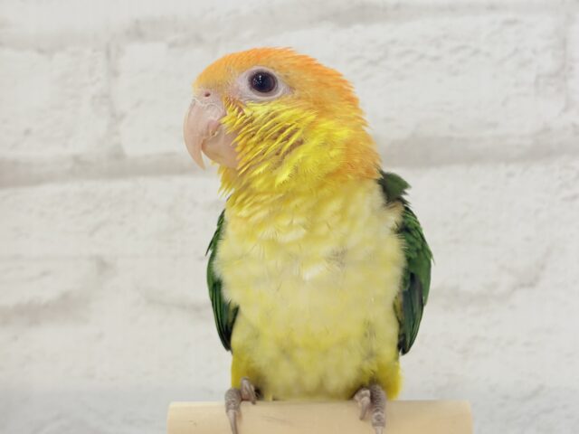 シロハラインコ