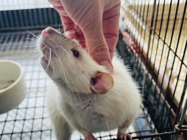 ファンシーラット