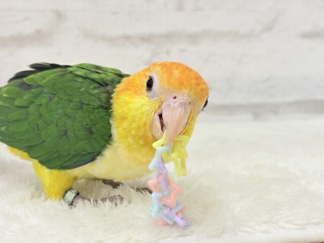 シロハラインコ