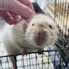 ボンボンボン！ジャイアントサイズのサイアミーズ！ファンシーラットですよ🐀