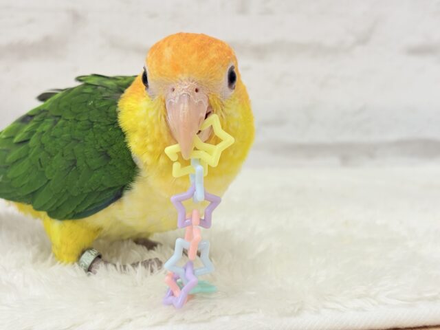 シロハラインコ