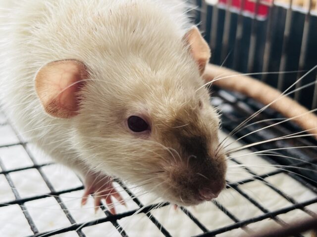 ファンシーラット