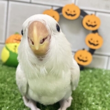 ✨最新画像✨妖艶な美カラーがやってきました(*’ω’*)💜⋆͛　コザクラインコ
