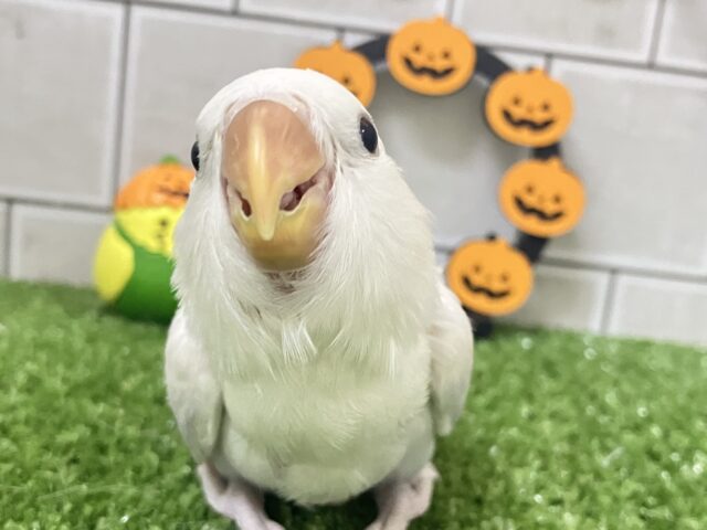 ✨最新画像✨妖艶な美カラーがやってきました(*’ω’*)💜⋆͛　コザクラインコ