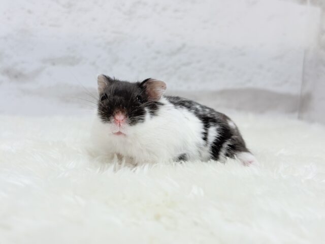 ドワーフハムスターの1種