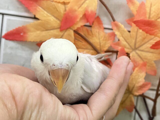 ✨最新画像✨妖艶な美カラーがやってきました(*’ω’*)💜⋆͛ コザクラインコ コザクラインコ(小桜インコ)