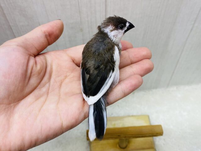 十姉妹（ジュウシマツ）