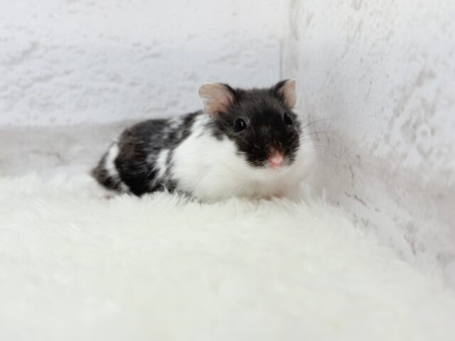 ドワーフハムスターの1種