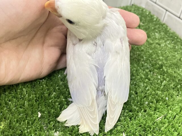 ✨最新画像✨妖艶な美カラーがやってきました(*’ω’*)💜⋆͛ コザクラインコ コザクラインコ(小桜インコ)