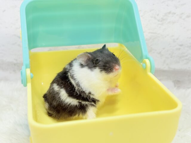 ドワーフハムスターの1種